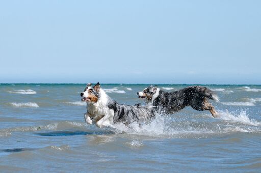 Zwei Hunde am Strand – hundefreundlicher Urlaub auf Usedom