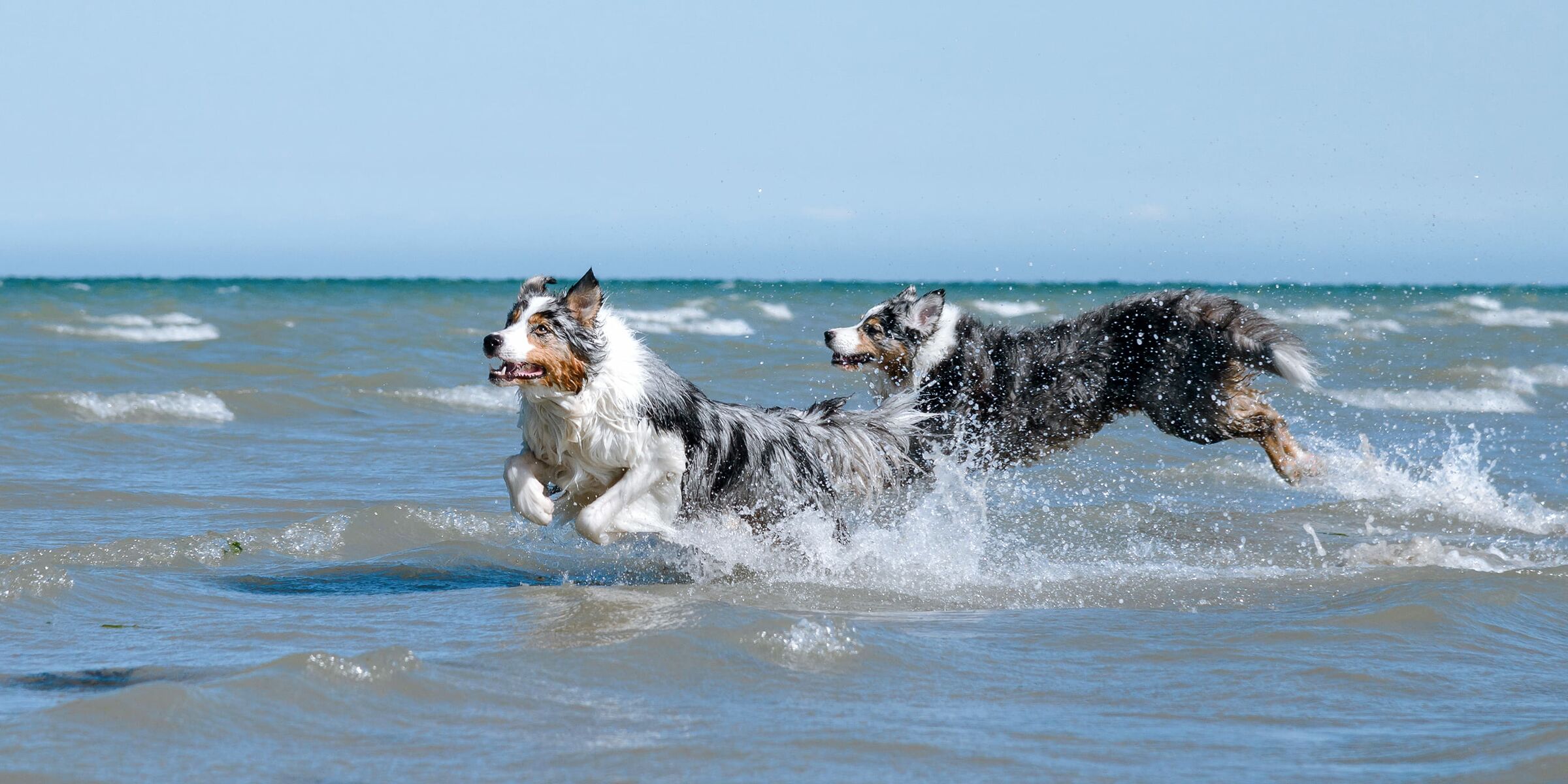 Urlaub mit Hund an der Ostsee